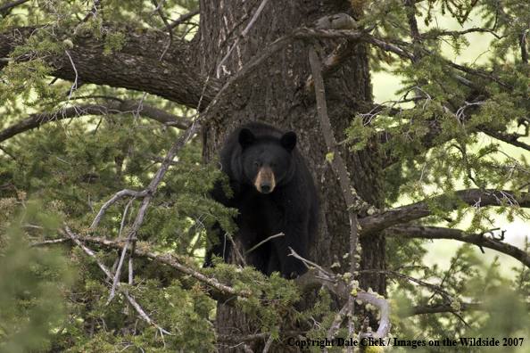 Black bear in tree