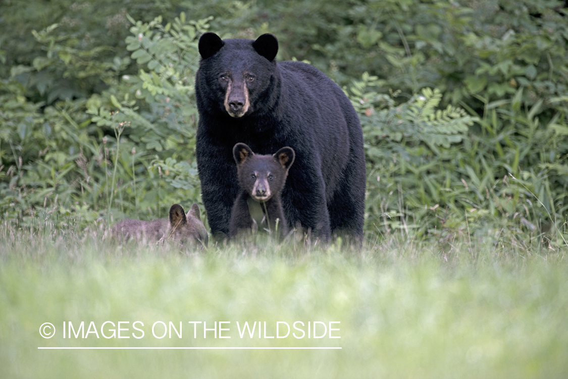 Black Bear with cub in habitat.