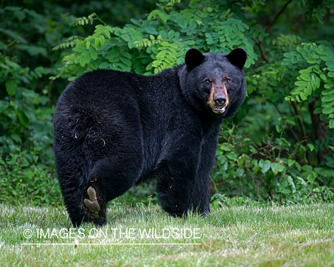 Black Bear in habitat.