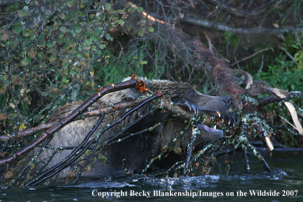 Brown bear in habitat. 