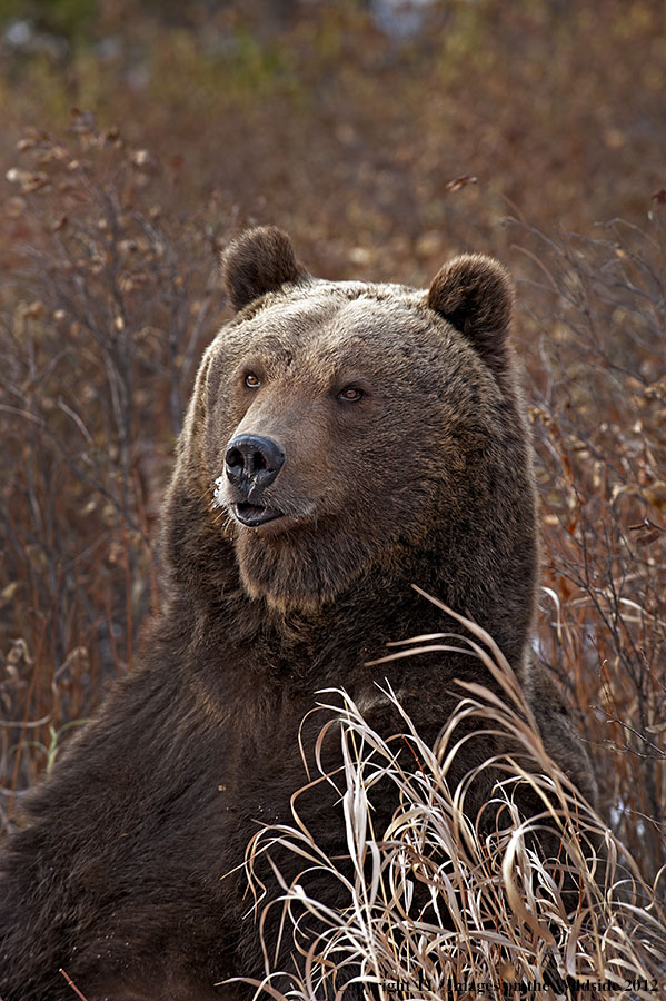 Grizzly Bear in habitat.