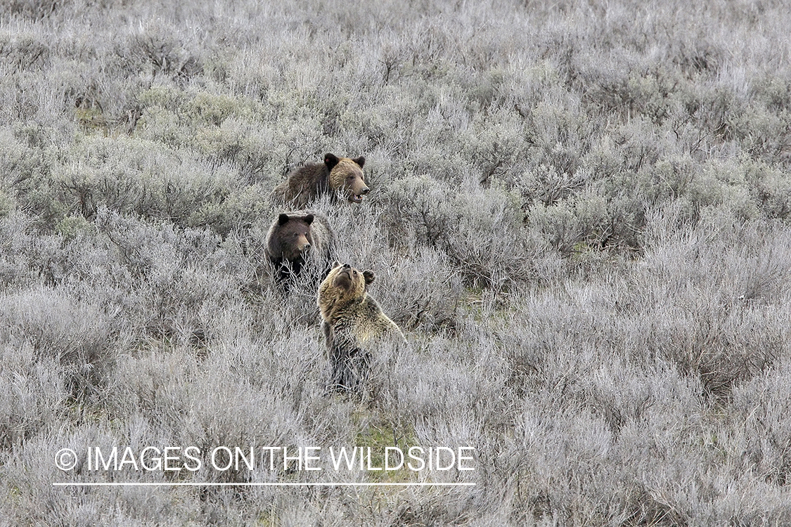 Grizzly Bear sow with cubs in habitat.