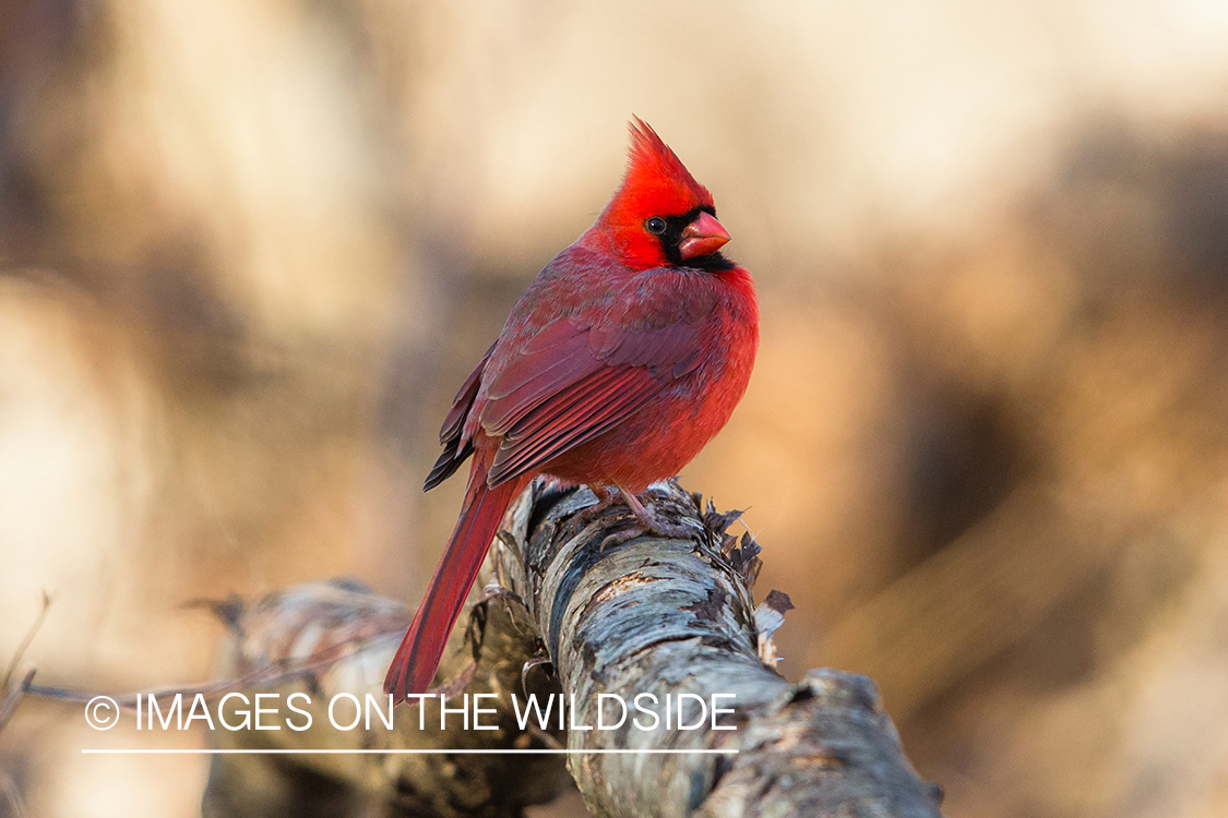 Northern cardinal in habitat.