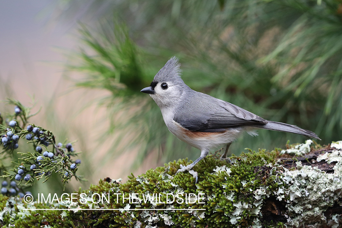 Tufted titmouse in habitat.