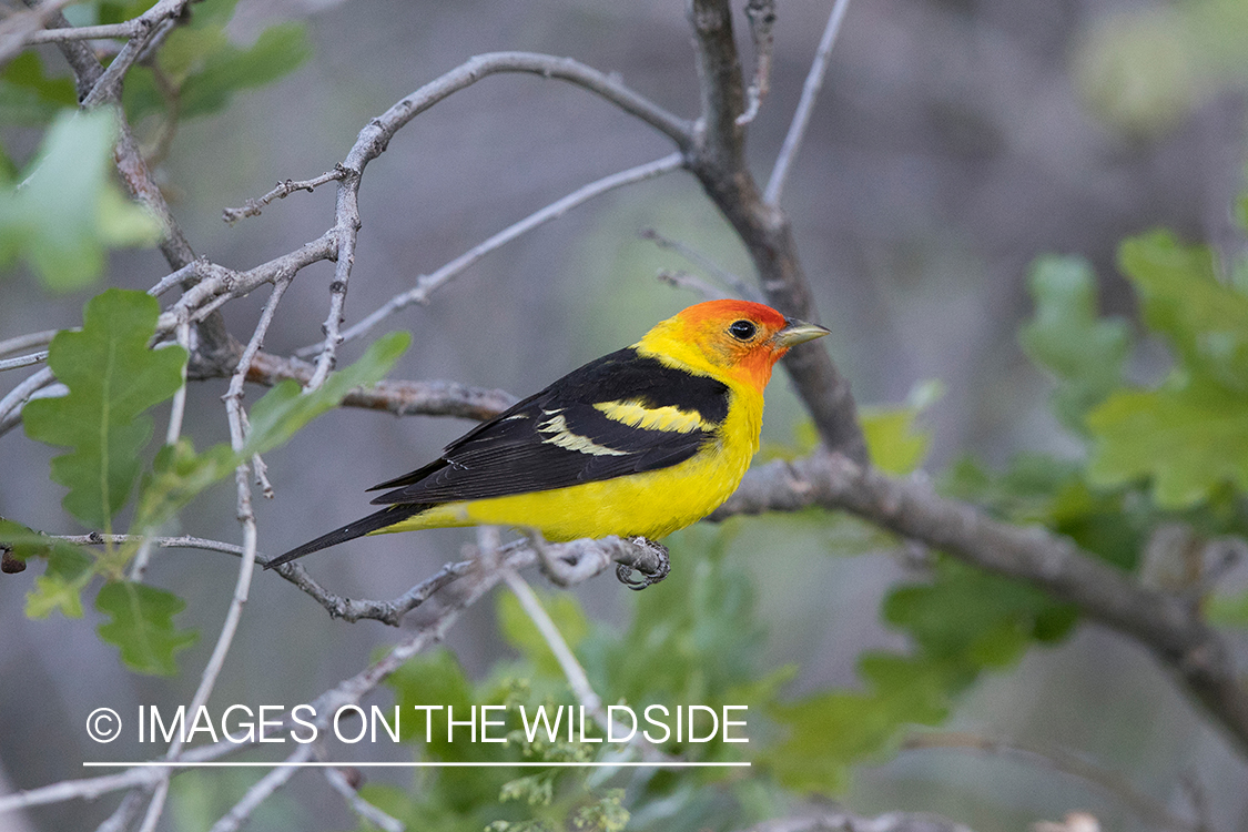 Western Tanager on branch.