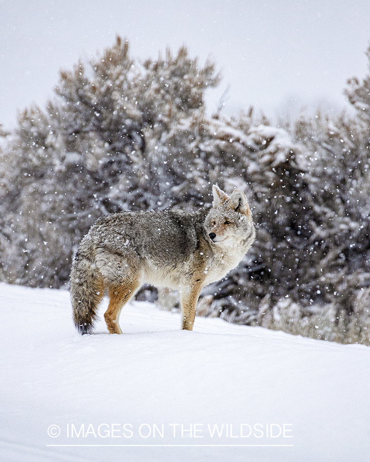 Coyote in snowy habitat.