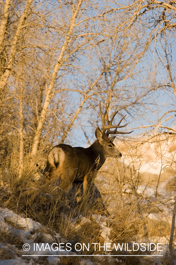 Mule deer in habitat.