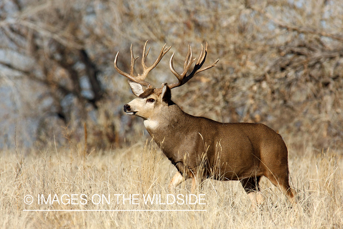 Mule deer buck in habitat. 