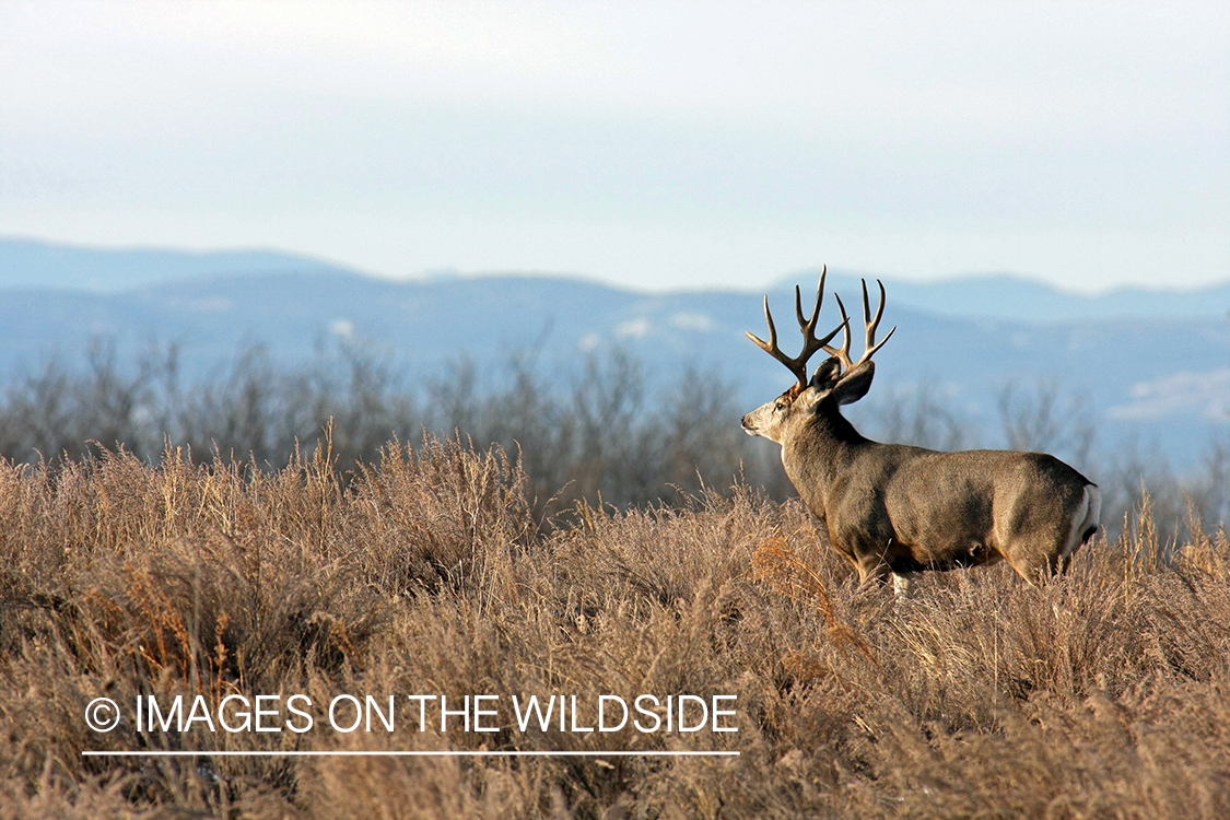 Mule deer buck in habitat. 