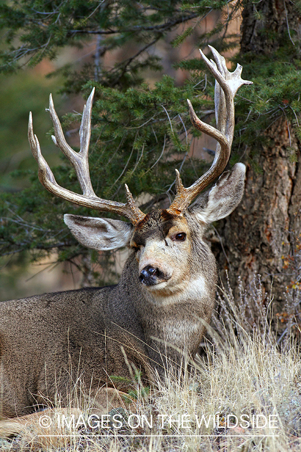 Mule Deer buck in habitat.