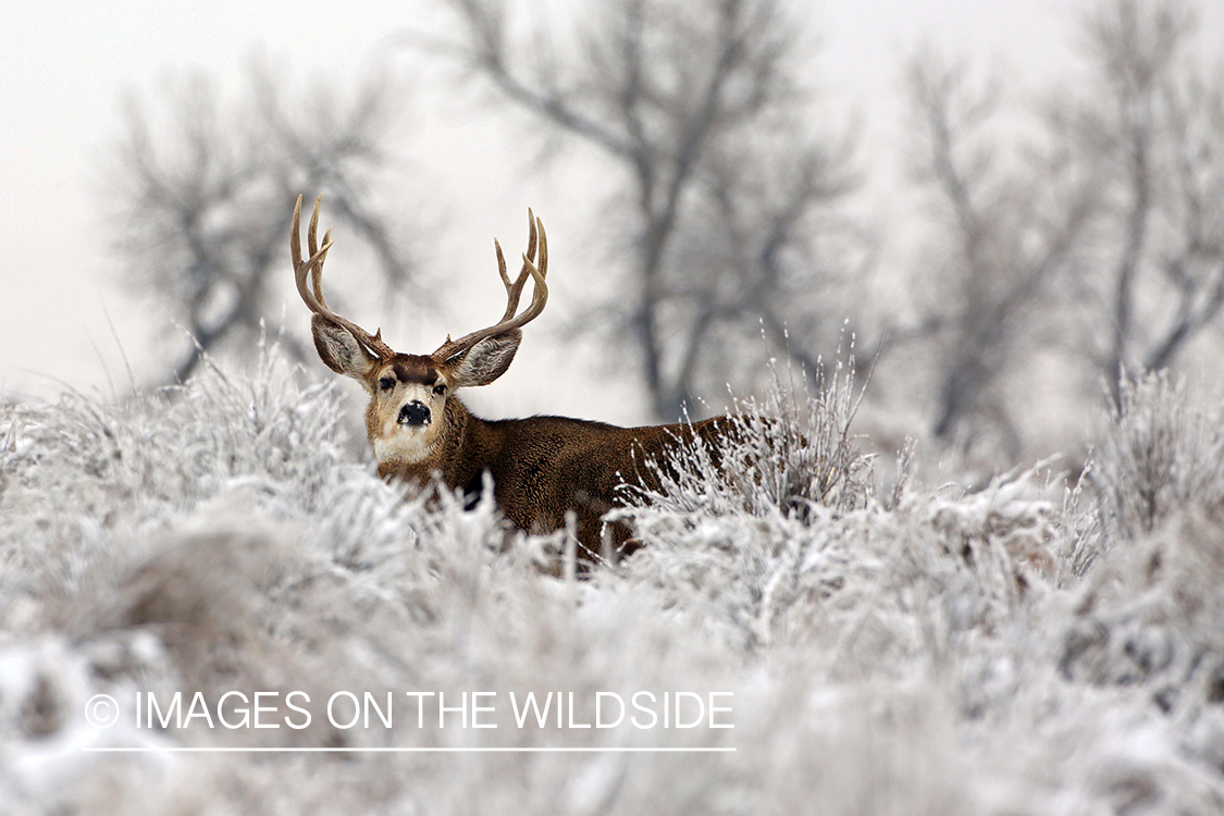 Mule deer buck in snow.