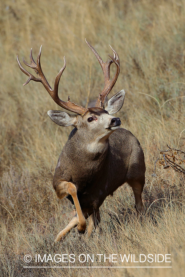 Mule deer buck in habitat. 