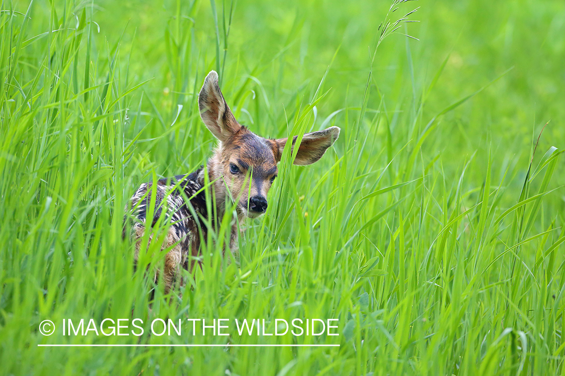 Mule Deer Fawn in Tall Grass.