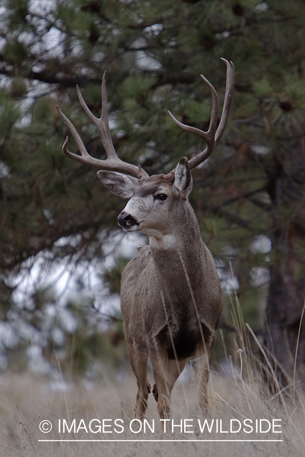 Mule deer buck in field.