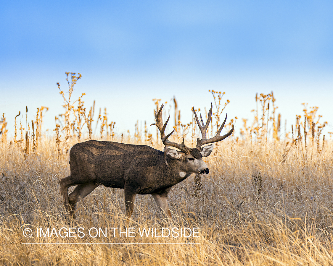 Mule deer buck in winter field.