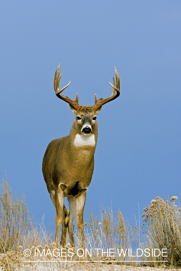 White-tailed buck.