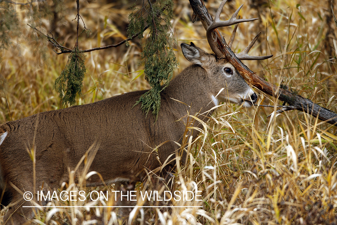 Whitetail Buck in Rut