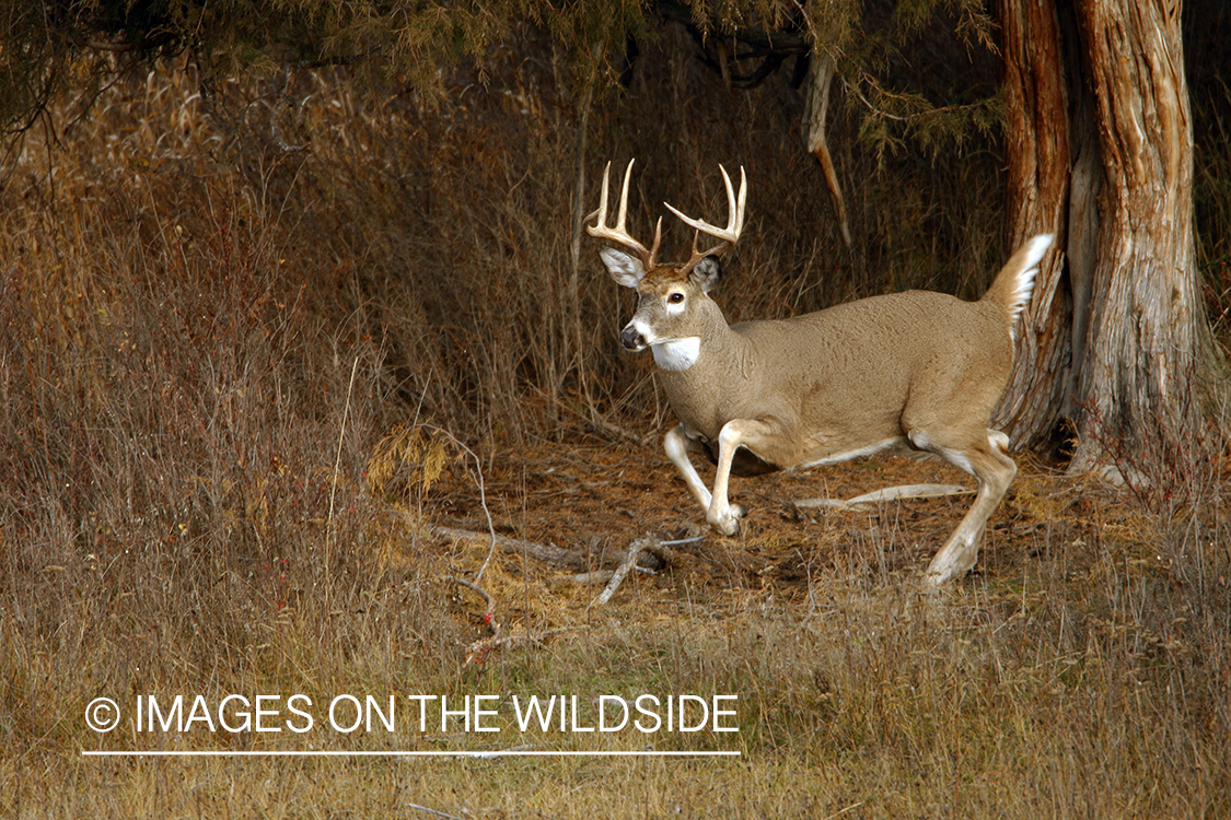 Whitetail Buck in Rut