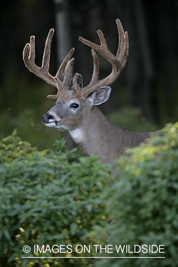 Whitetail buck in velvet