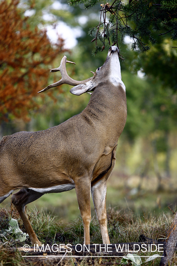 Whitetail buck rubbing antlers in tree.