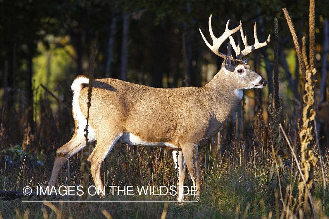 Whitetail buck in habitat