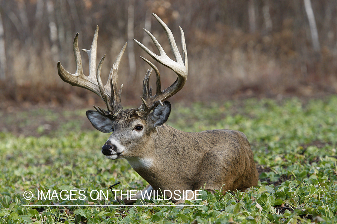 Whitetail buck laying in green food plot.