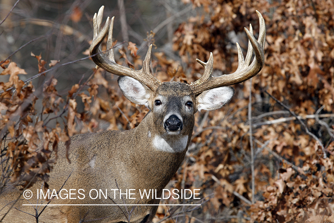 Whitetail buck in habitat.