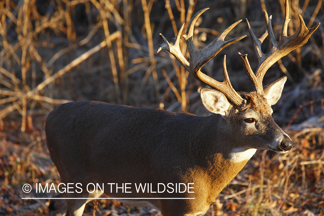 Whitetail buck in habitat.