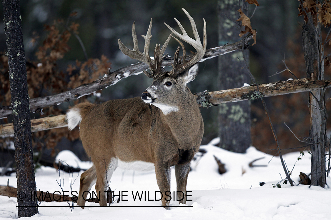 White-tailed buck in habitat.