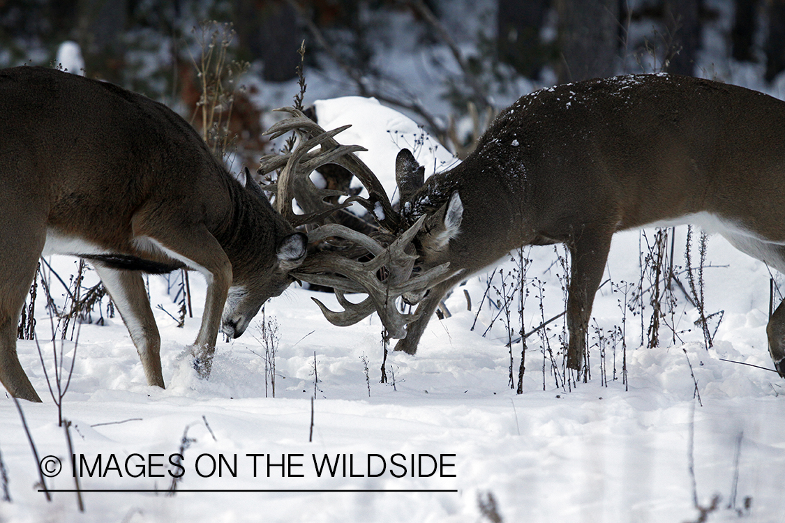 White-tailed buck in habitat.