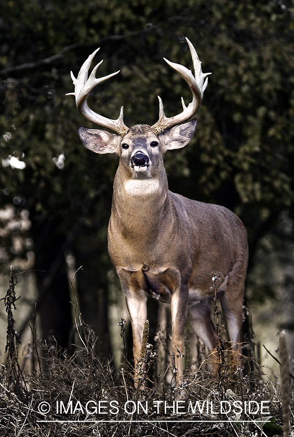 Whitetail buck in habitat (Original image # 00271-039.44D)