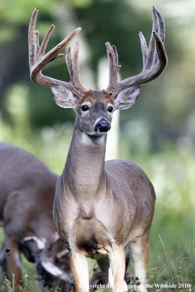 White-tailed buck in habitat in the velvet