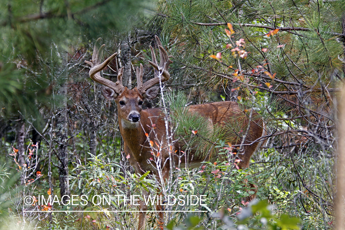 White-tailed buck in velvet 