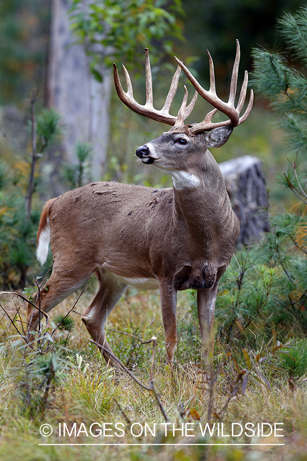 White-tailed buck in habitat. *