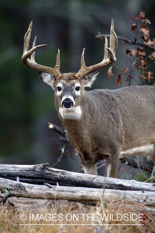 White-tailed buck in habitat. *