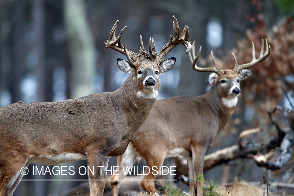 White-tailed bucks in habitat. 