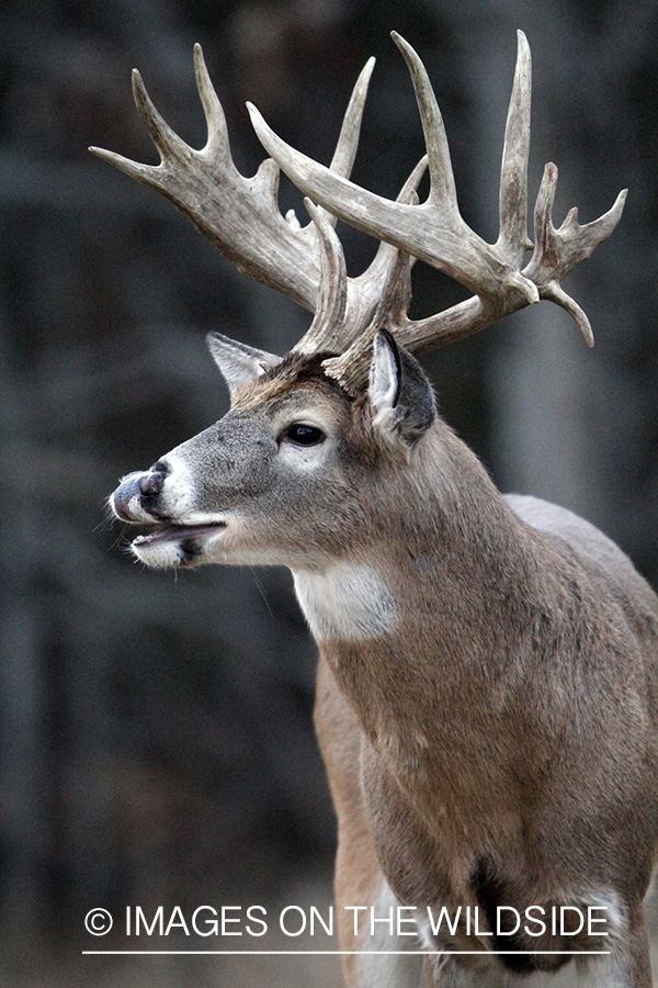 White-tailed buck in habitat. 