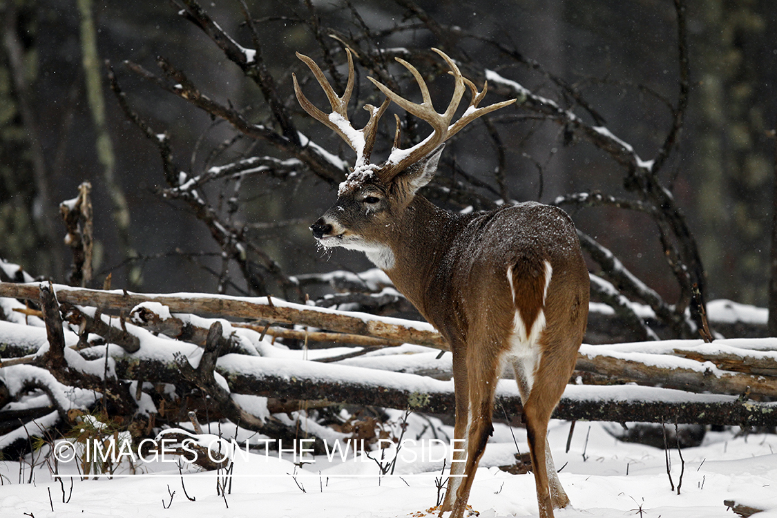 White-tailed buck in habitat. *