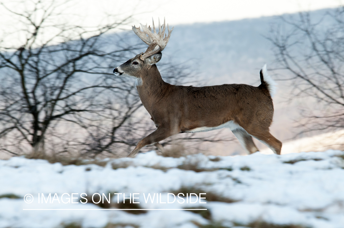 White-tailed buck running through field. 