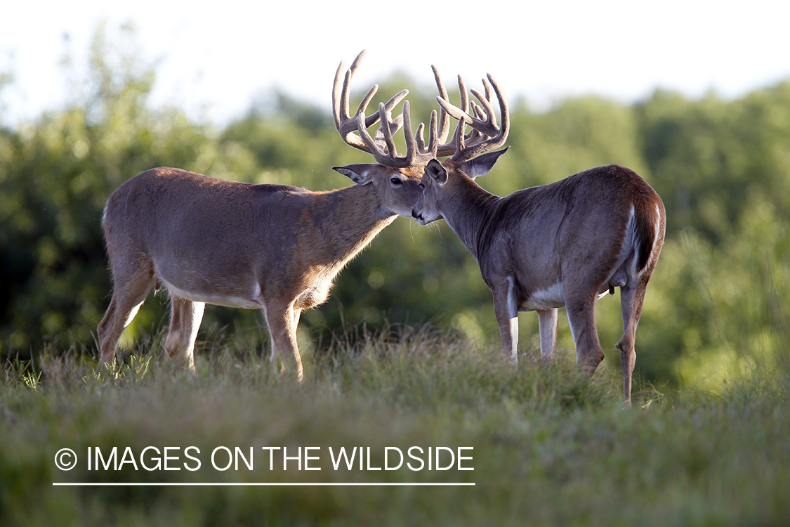 White-tailed bucks in velvet.  