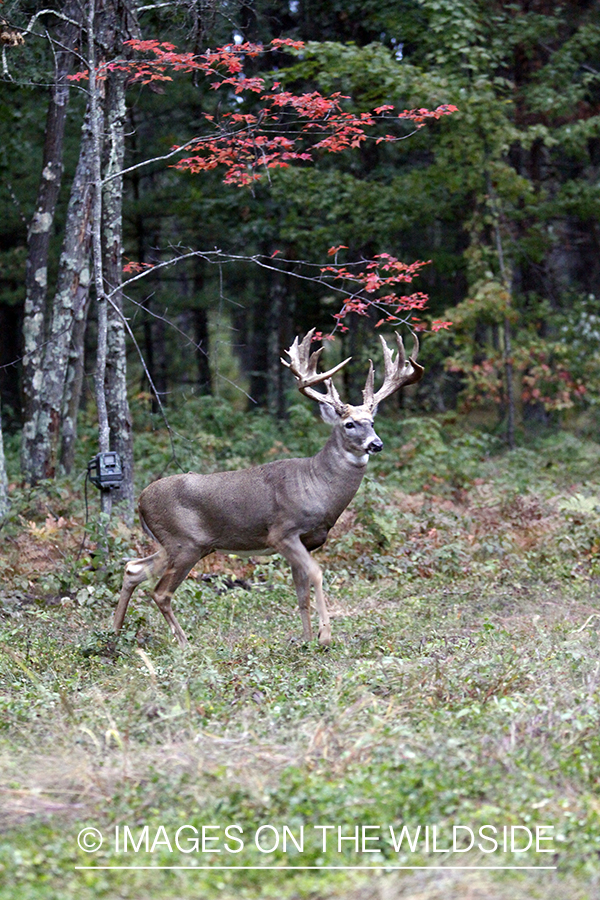 White-tailed buck walking past trail cam. 