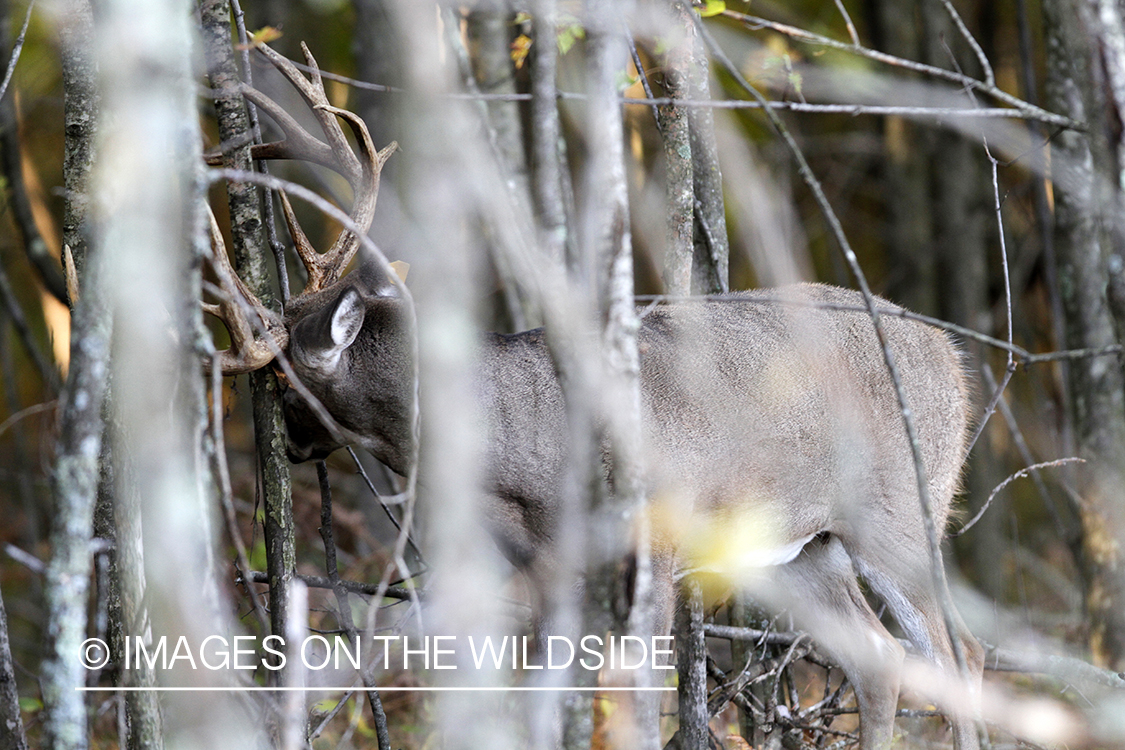 White-tailed buck rubbing branch. 