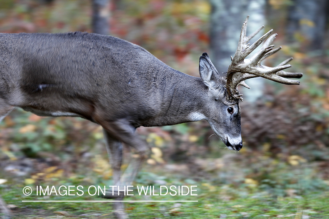 White-tailed buck in habitat. 