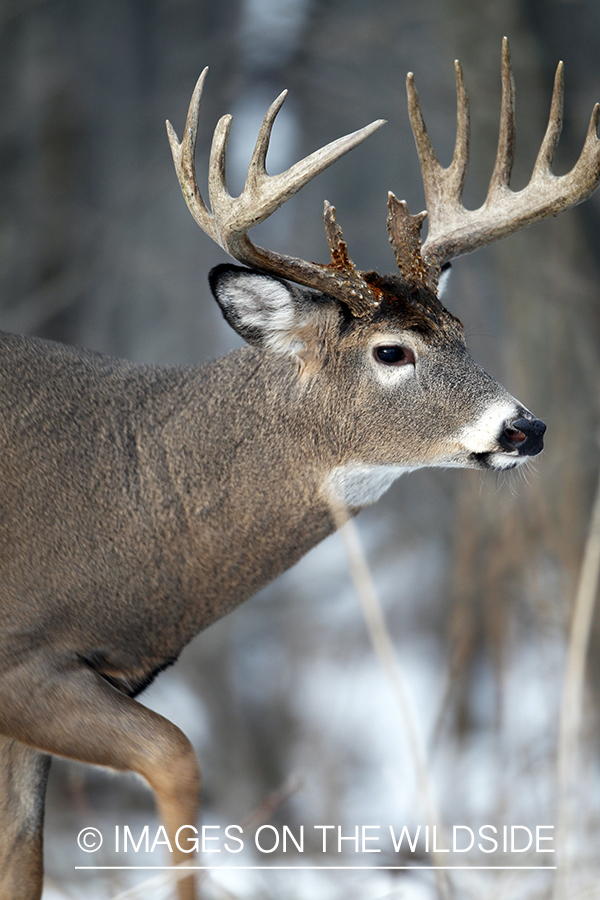 White-tailed buck in habitat.  