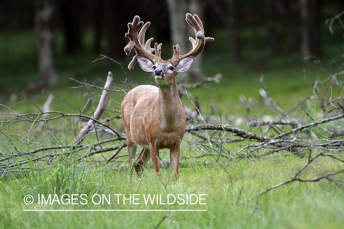 White-tailed buck in velvet.