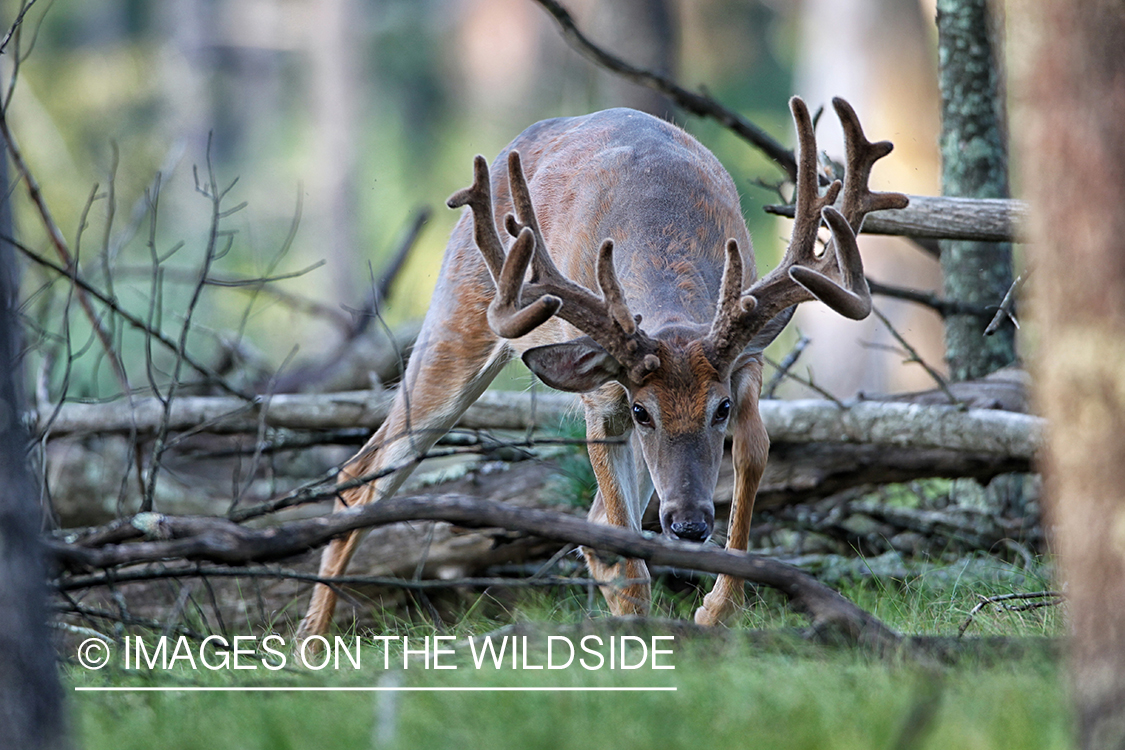 White-tailed buck in habitat.