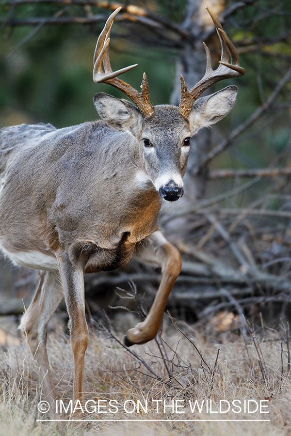 White-tailed buck in habitat.