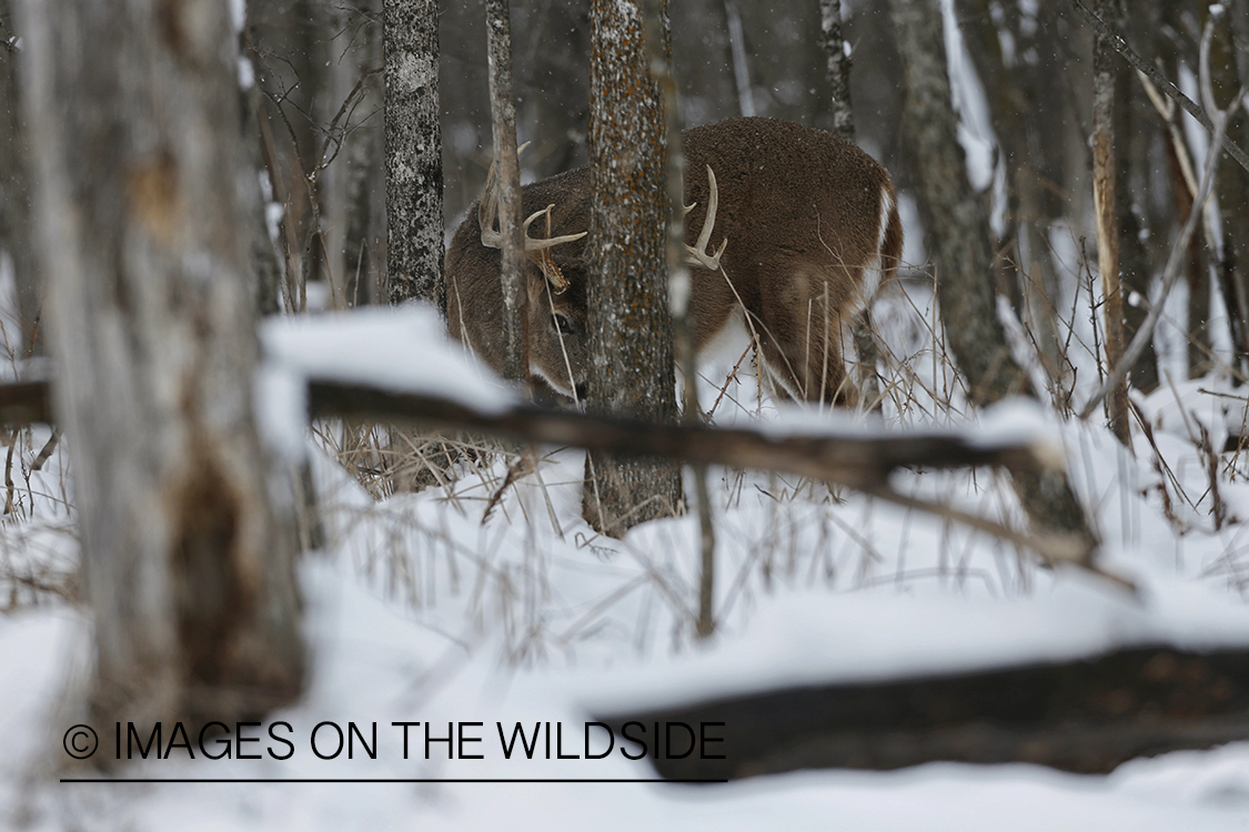 White-tailed buck in winter habitat.