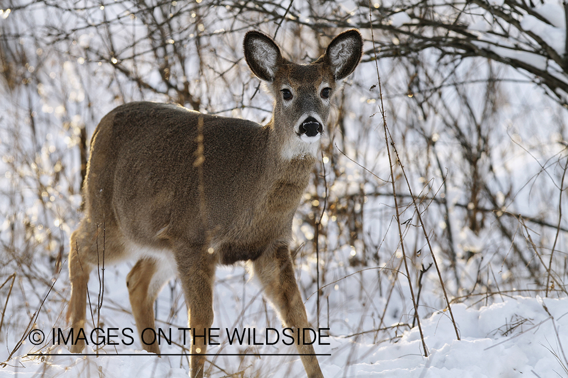 White-tailed fawn in habitat.