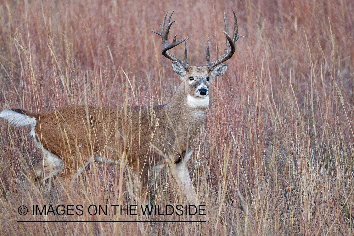 White-tailed buck in habitat.